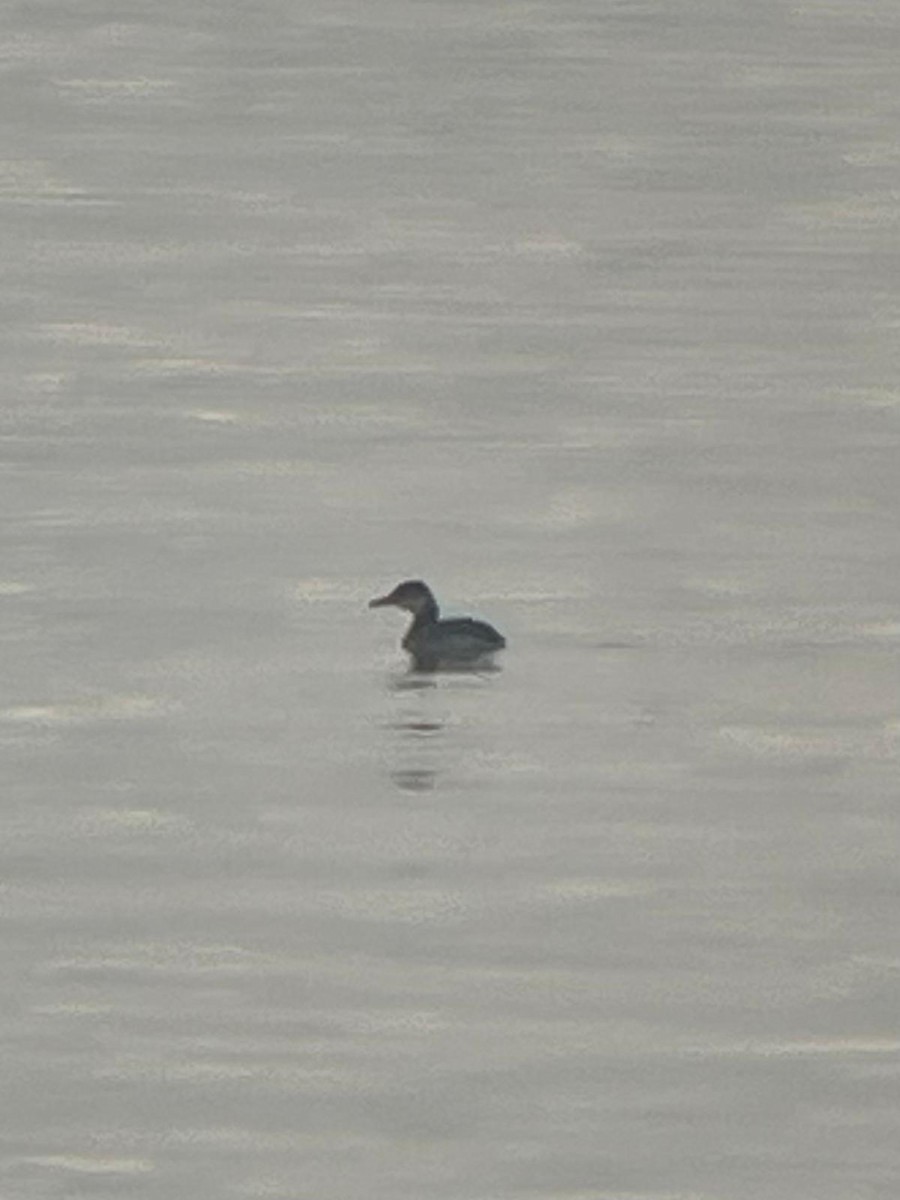 Somormujo Cuellirrojo - ML647020109