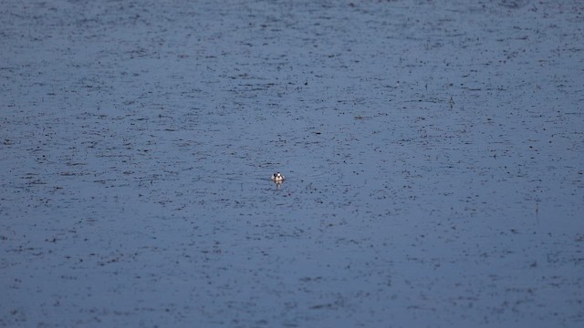 Phalarope à bec étroit - ML647020114