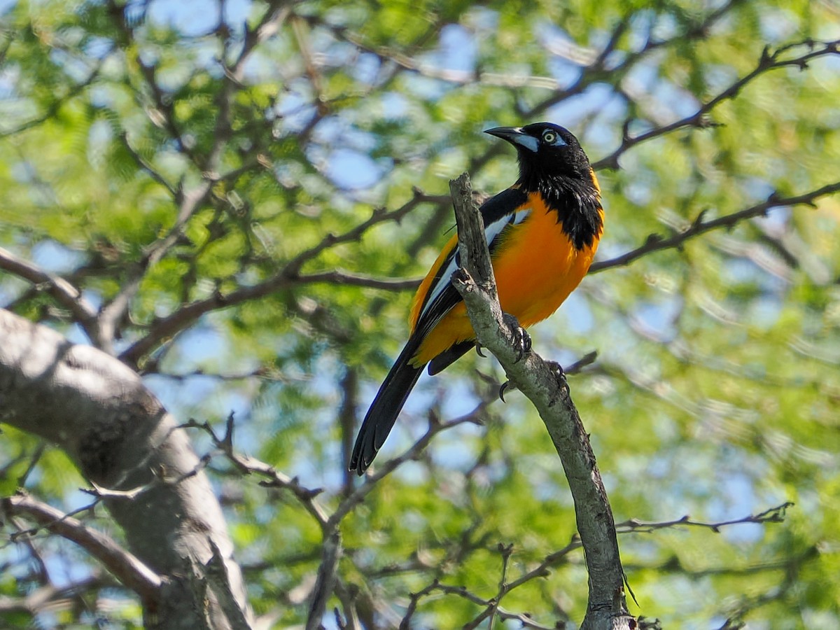 Venezüela Turpiyalı - ML647020118