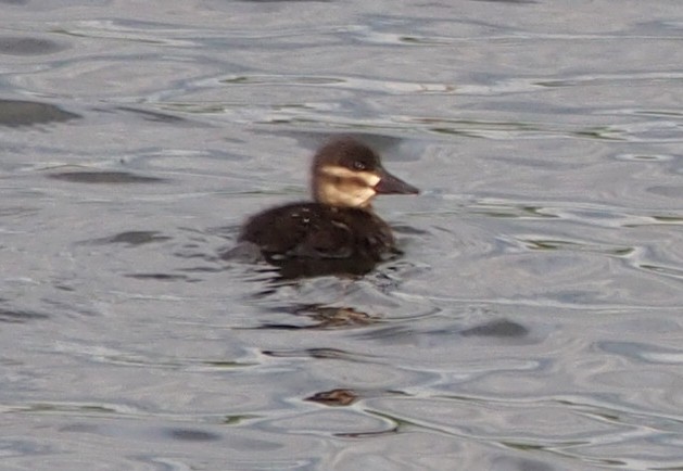 kachnice kaštanová - ML647020129