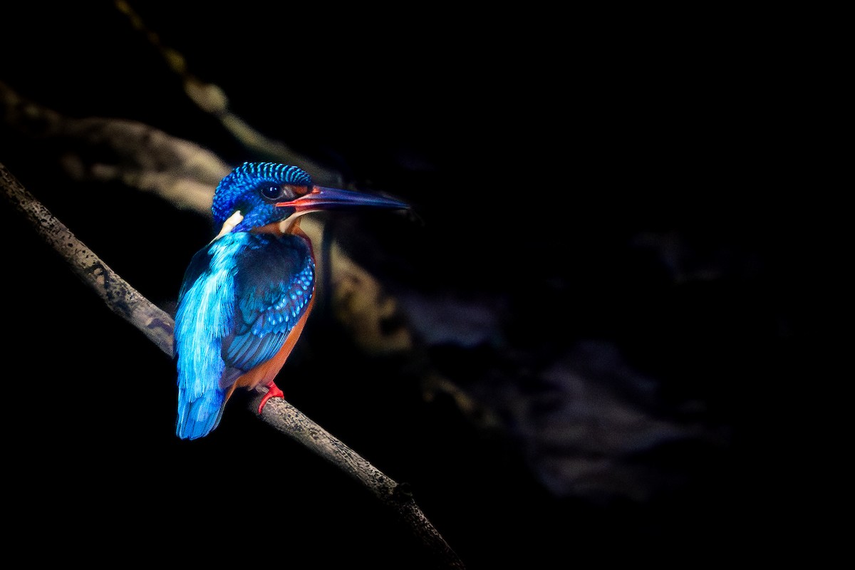 Рибалочка темно-синій - ML647020131