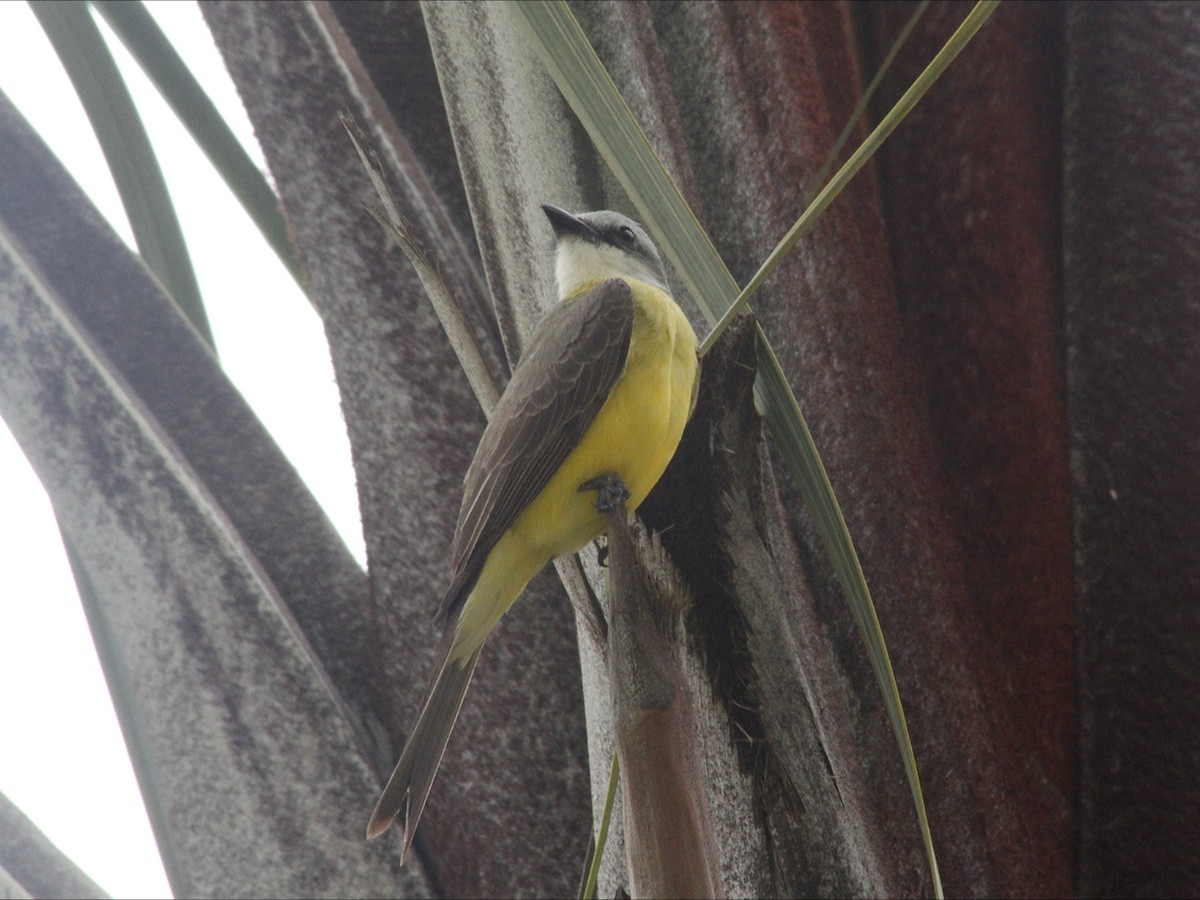 White-throated Kingbird - ML647020158