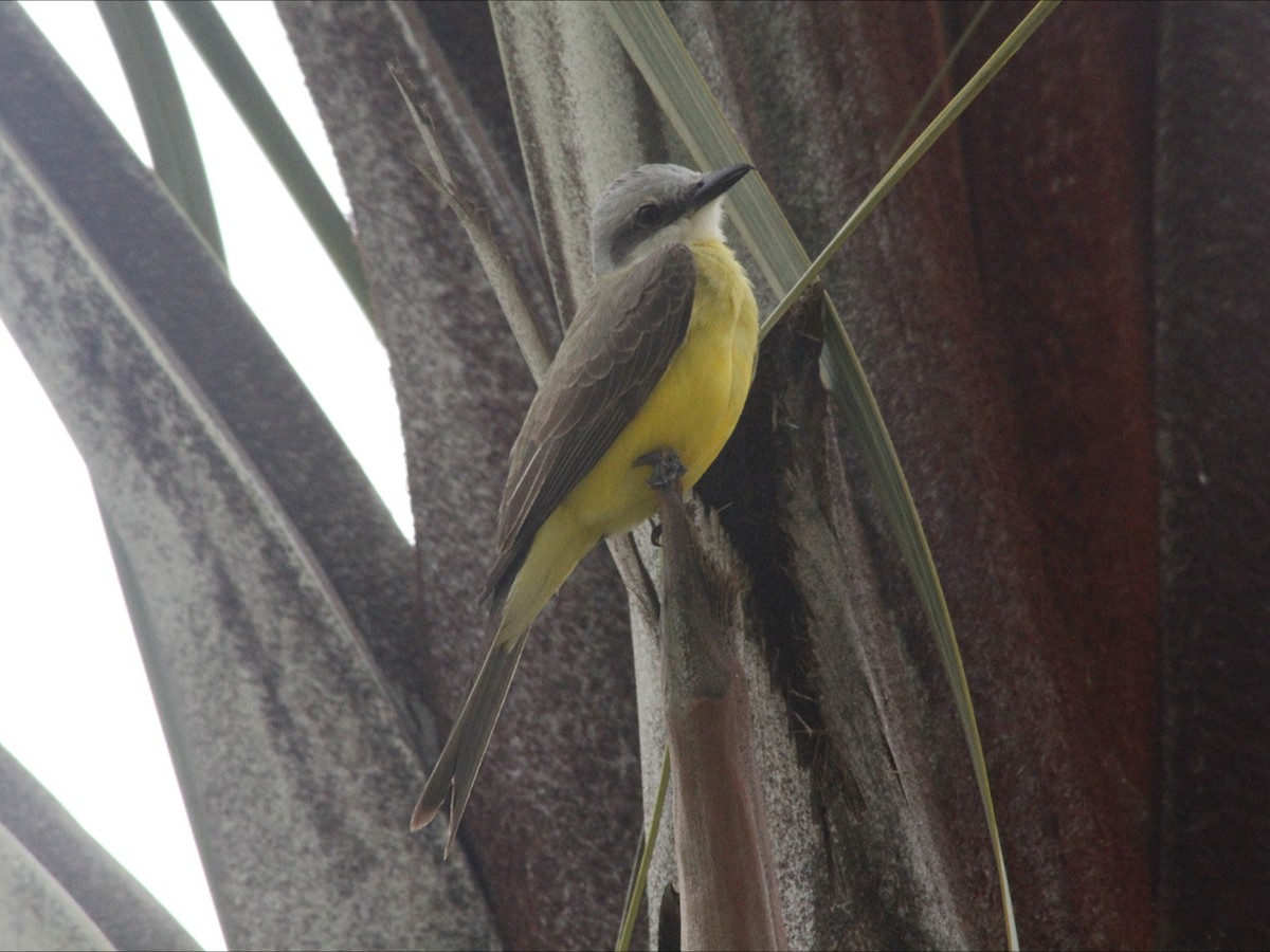 White-throated Kingbird - ML647020159