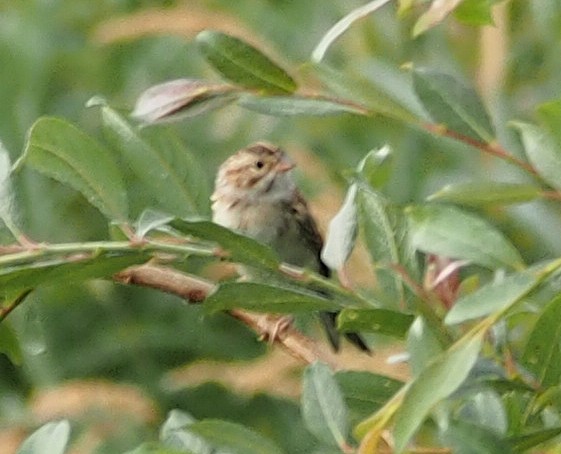 Clay-colored Sparrow - ML647020173