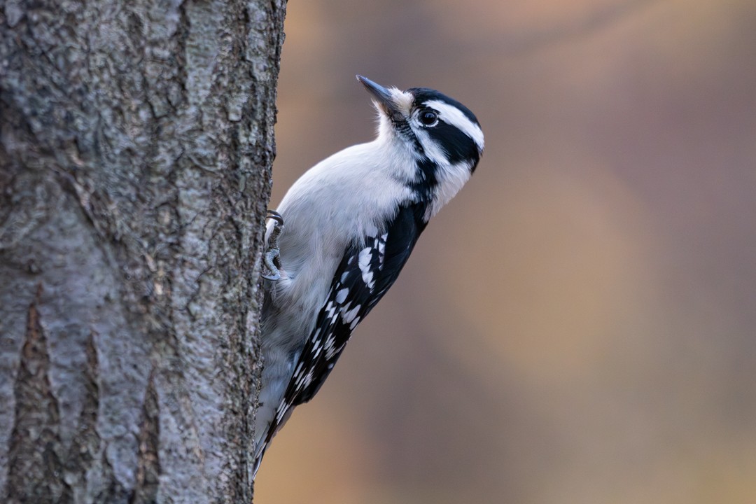 Downy Woodpecker - ML647020176