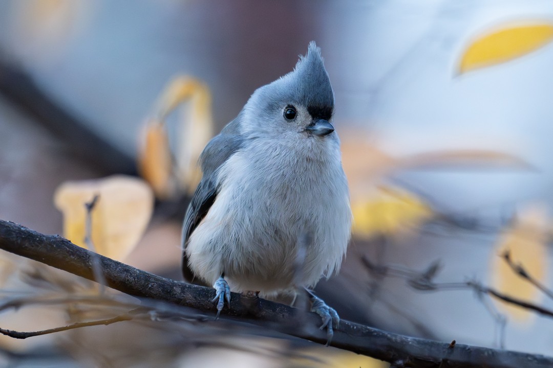 Tufted Titmouse - ML647020177