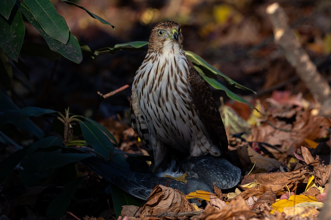 Cooper's Hawk - ML647020181