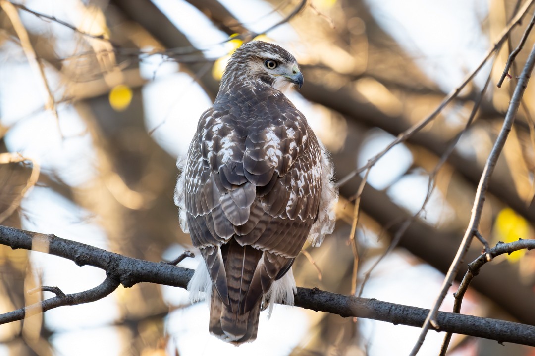 Cooper's Hawk - ML647020183