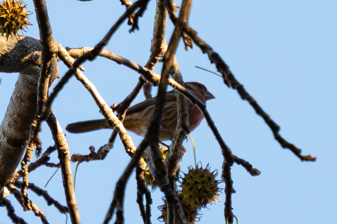 Cooper's Hawk - ML647020185