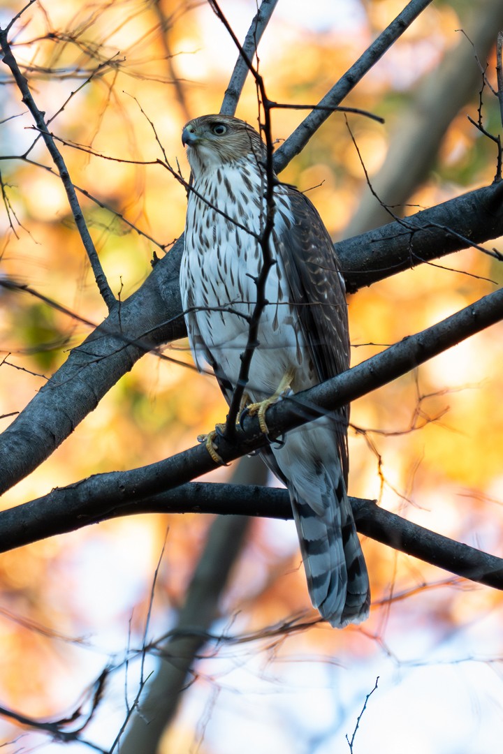 Cooper's Hawk - ML647020186