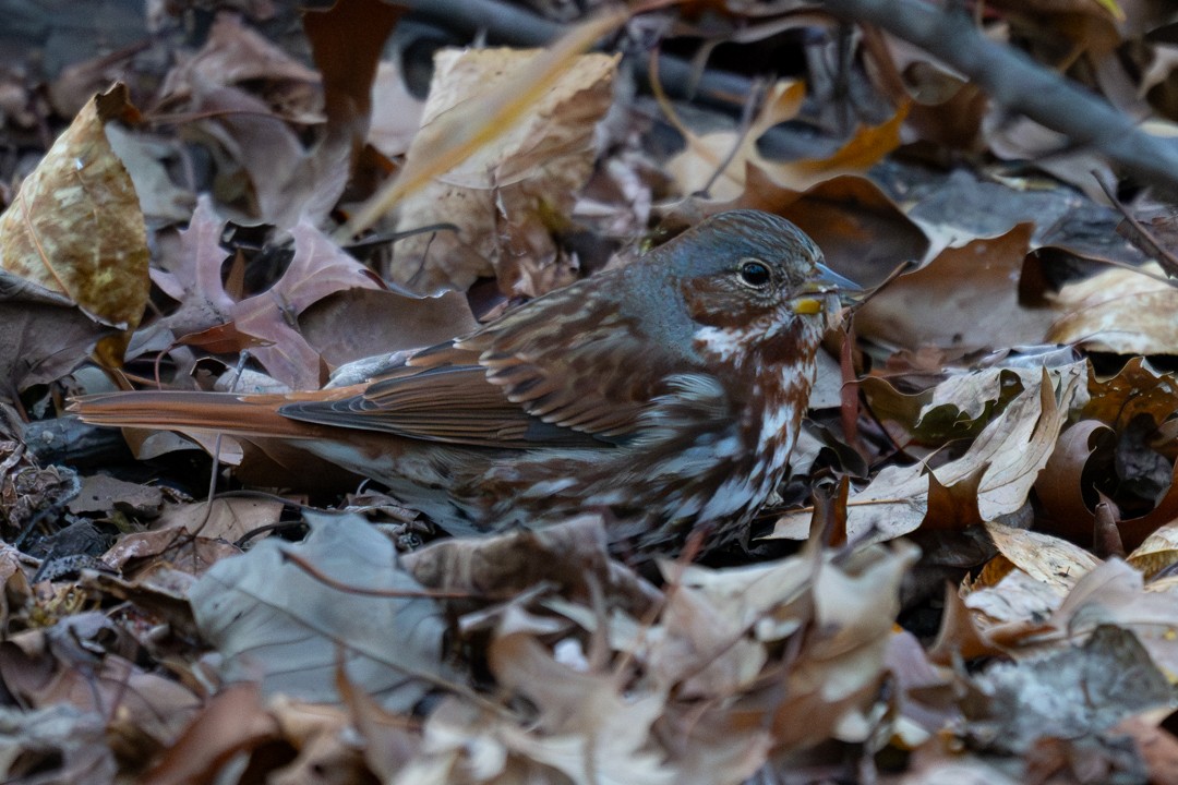 Cooper's Hawk - ML647020187