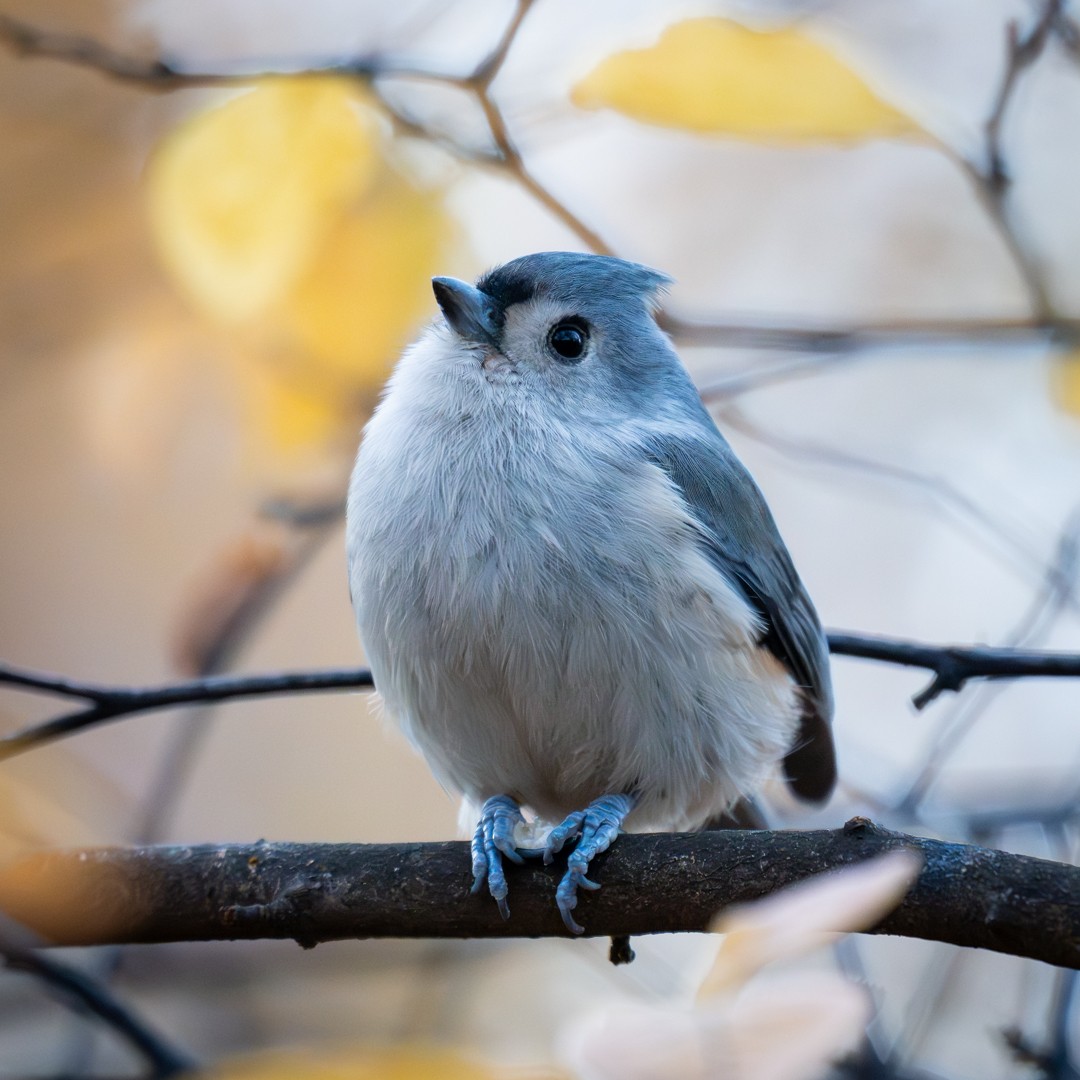 Tufted Titmouse - ML647020188