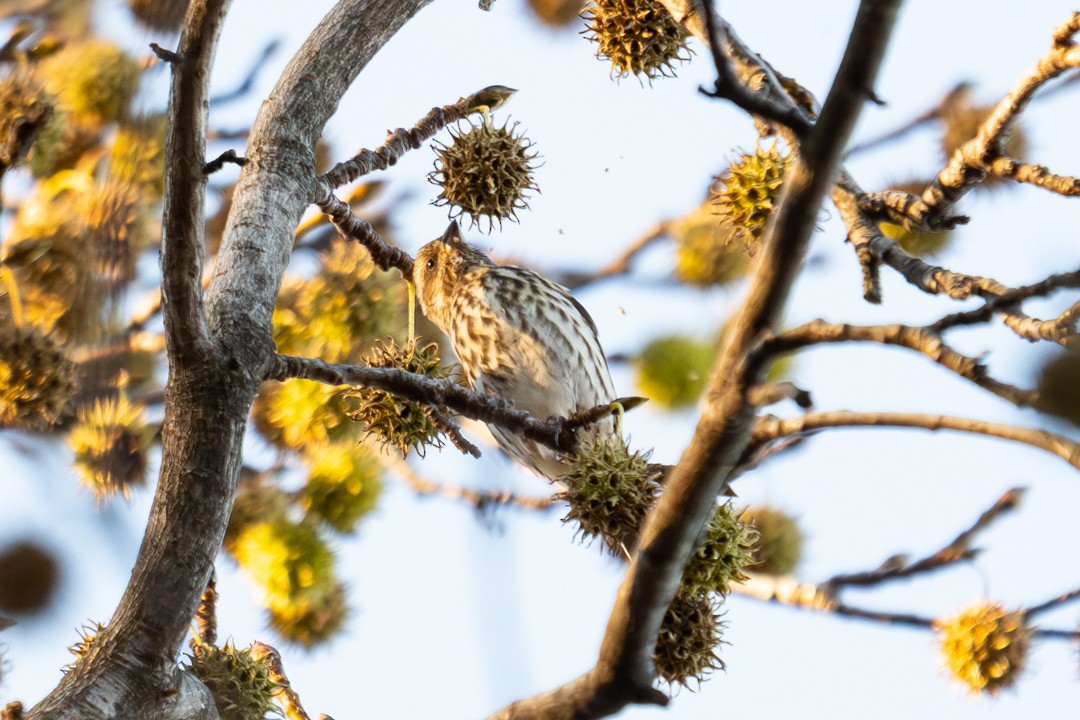 Cooper's Hawk - ML647020189