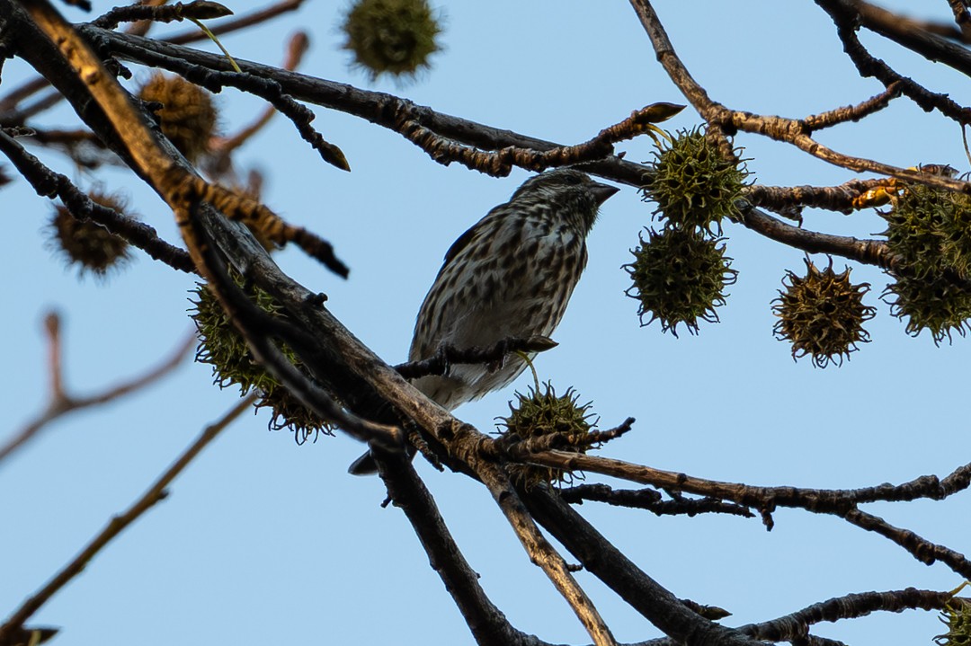 Cooper's Hawk - ML647020191