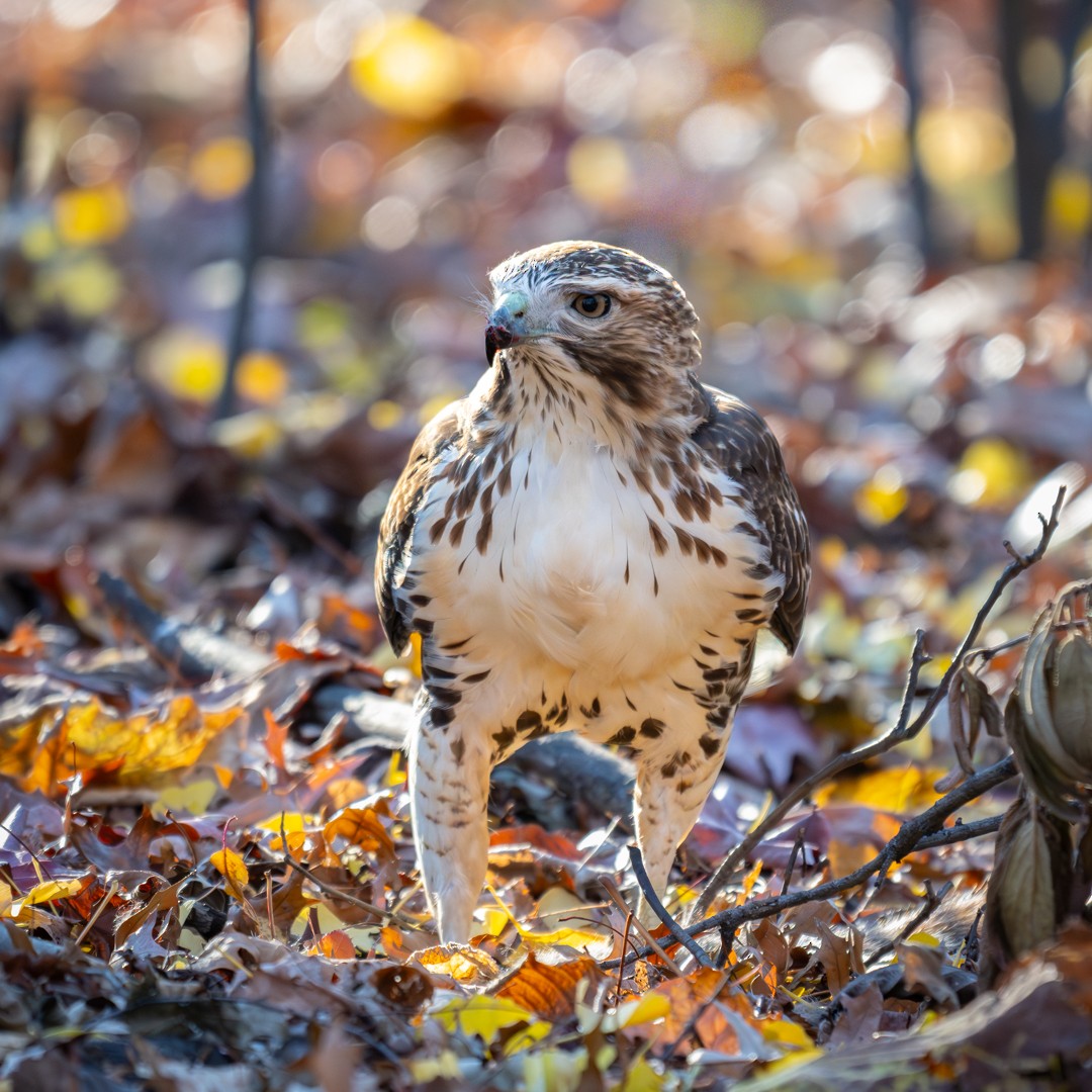 Red-tailed Hawk - ML647020192