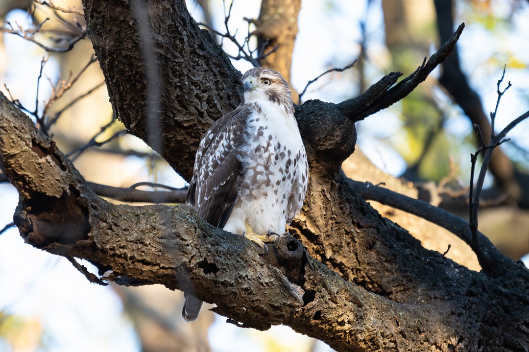 Red-tailed Hawk - ML647020193