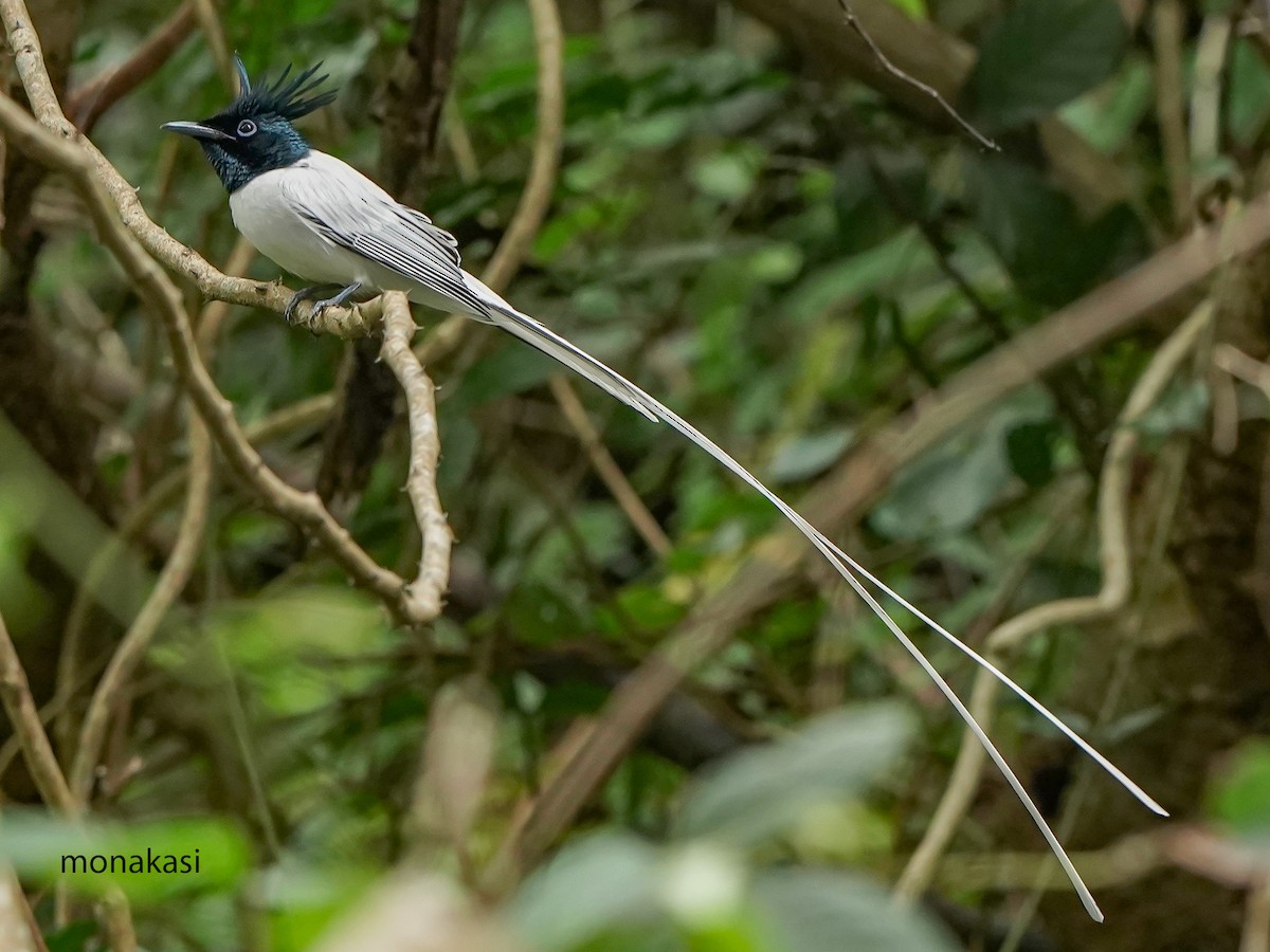 Indian Paradise-Flycatcher - ML647020194
