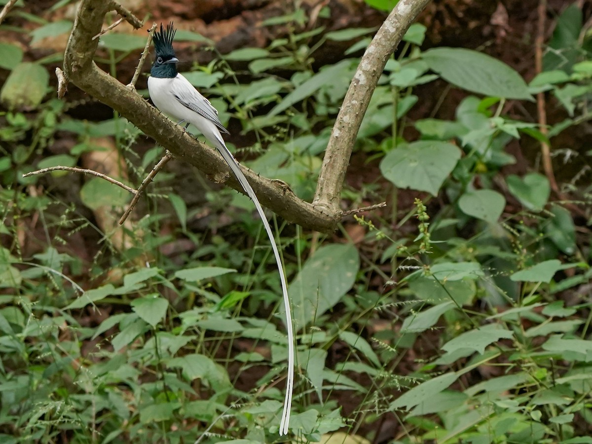 Indian Paradise-Flycatcher - ML647020195