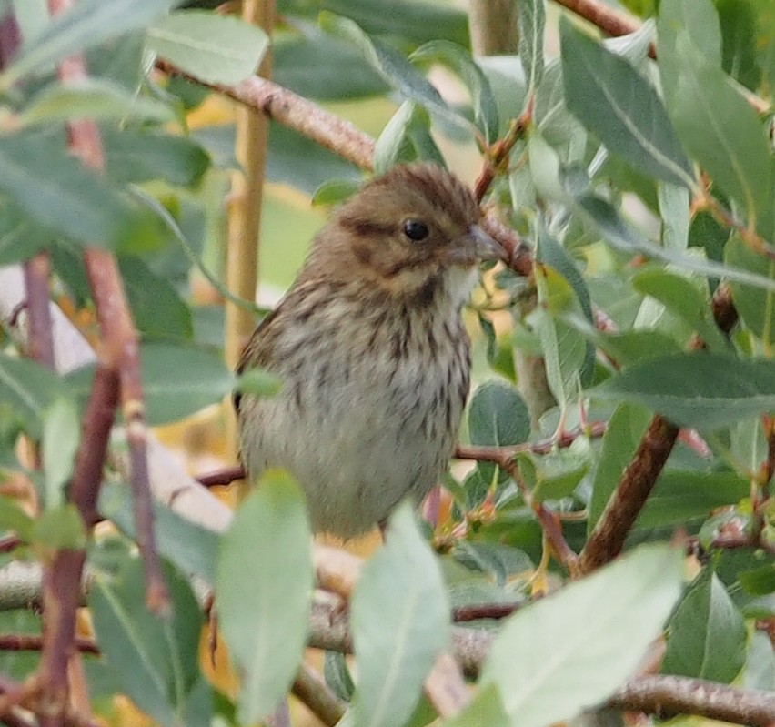 Lincoln's Sparrow - ML647020196