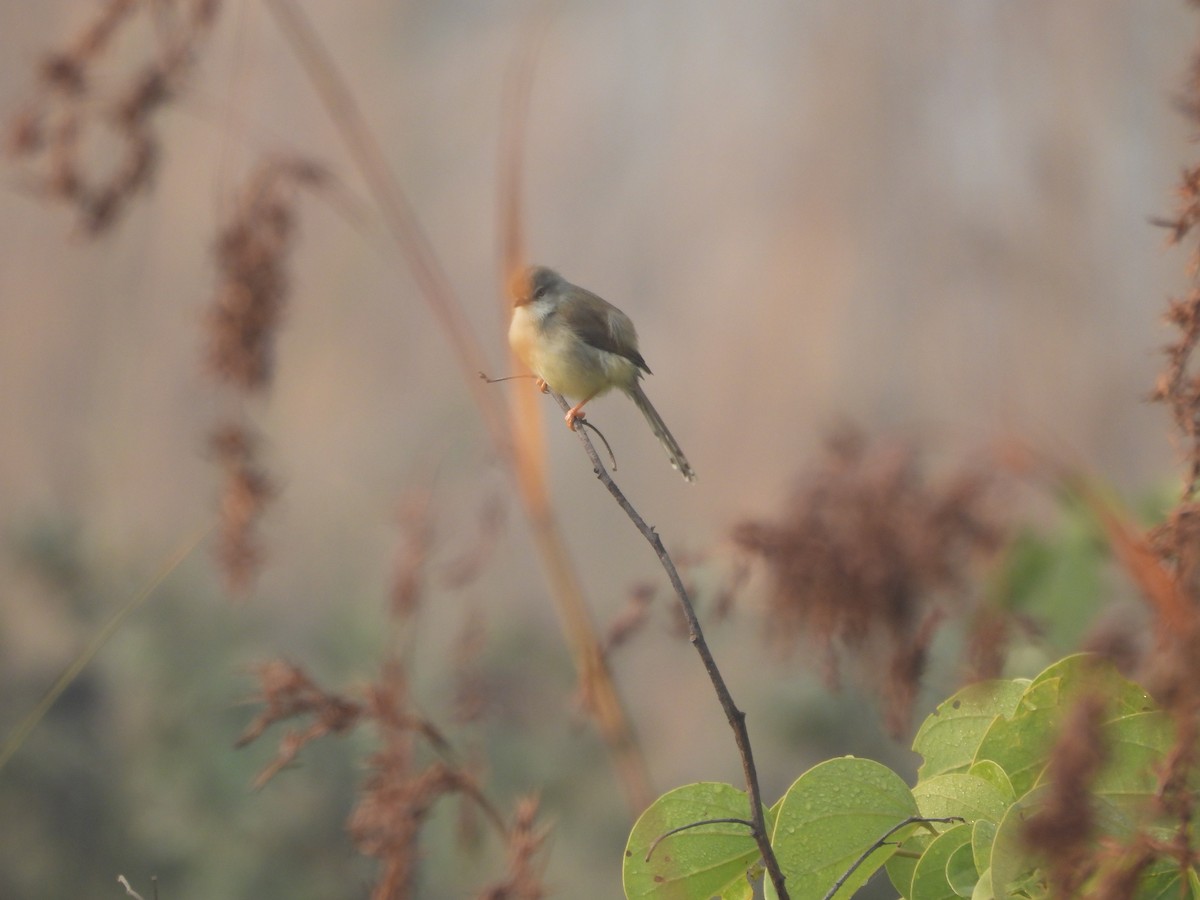 灰頭鷦鶯 - ML647020198