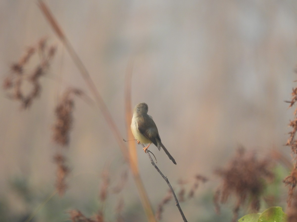 灰頭鷦鶯 - ML647020199