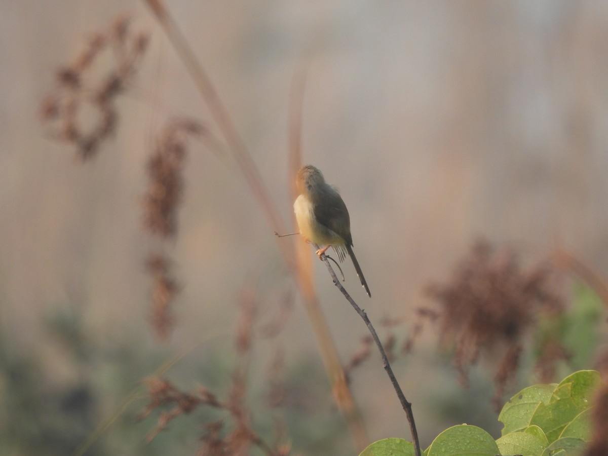 灰頭鷦鶯 - ML647020200