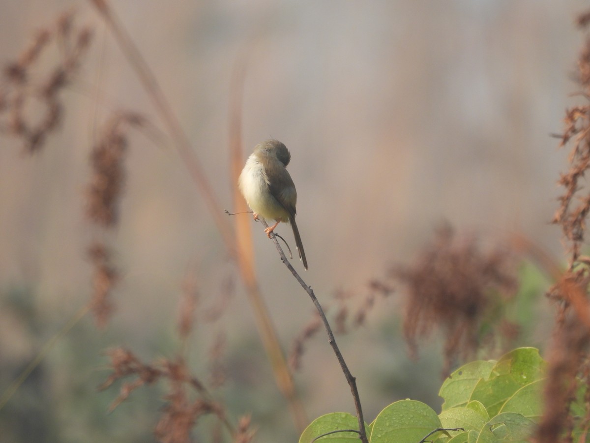 灰頭鷦鶯 - ML647020201