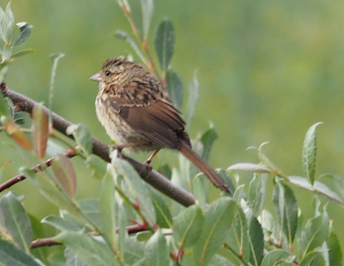 Swamp Sparrow - ML647020204