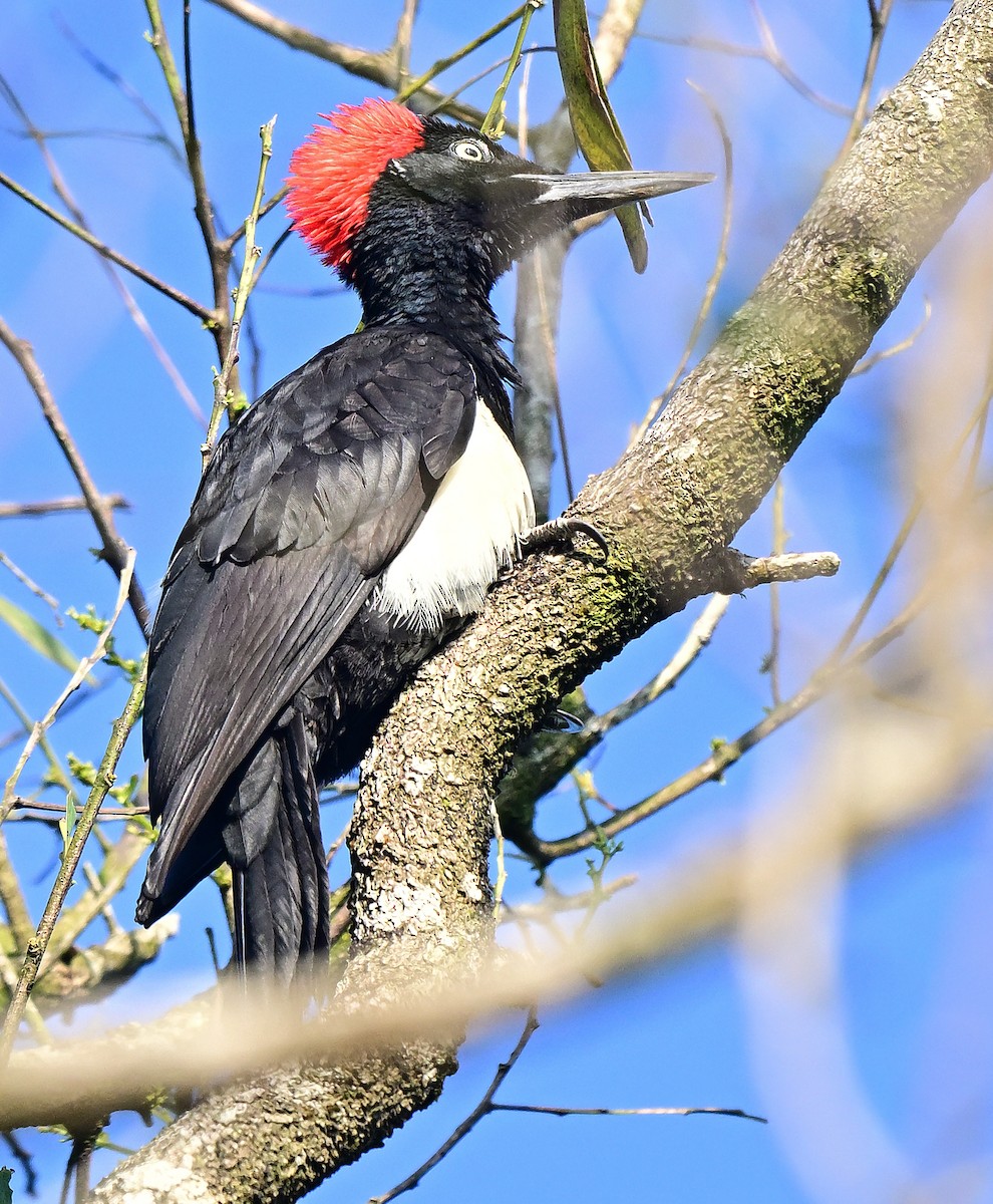 White-bellied Woodpecker - ML647020205