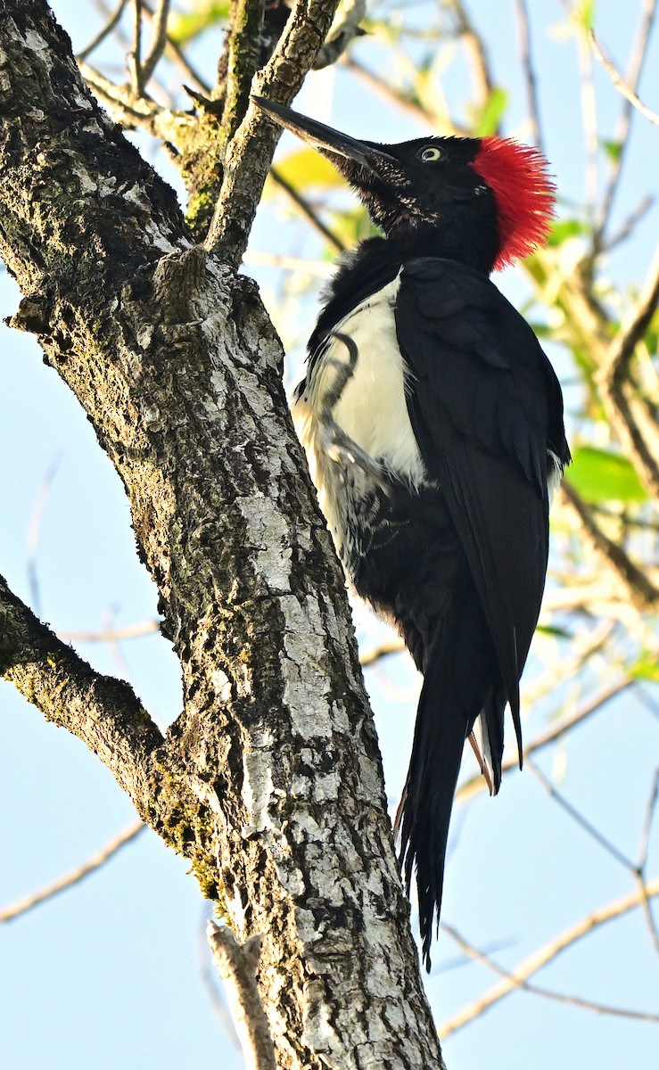 White-bellied Woodpecker - ML647020206