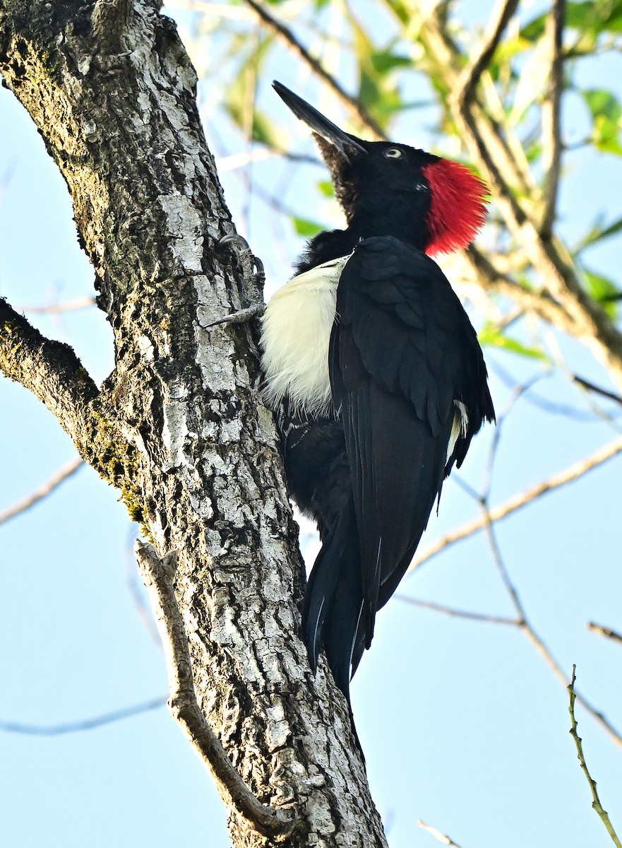 White-bellied Woodpecker - ML647020207