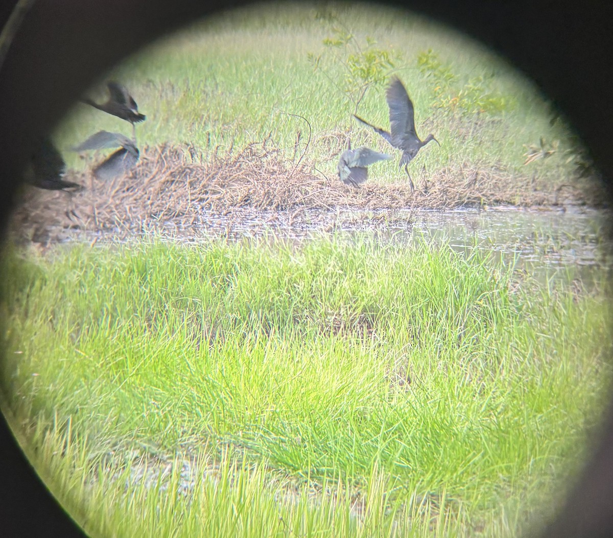 彩䴉 - ML647020210