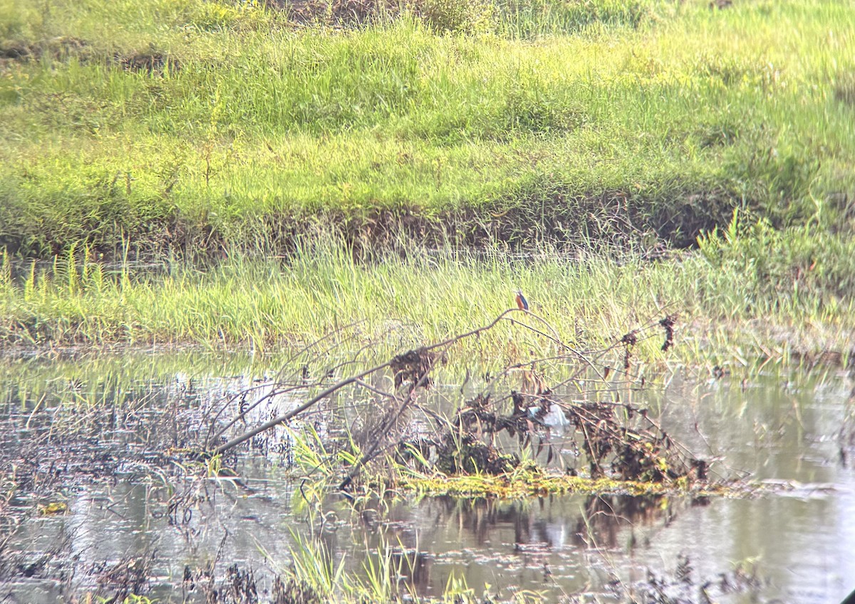 翠鳥 - ML647020211