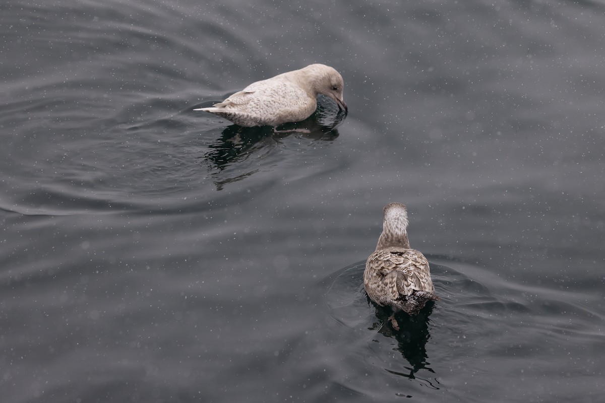 Gaviota Groenlandesa - ML647020214