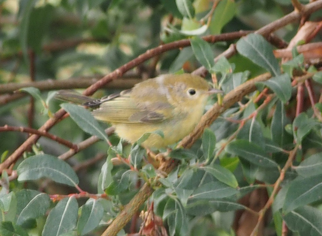 Northern Yellow Warbler - ML647020217