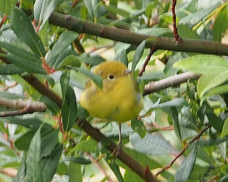 Northern Yellow Warbler - ML647020218