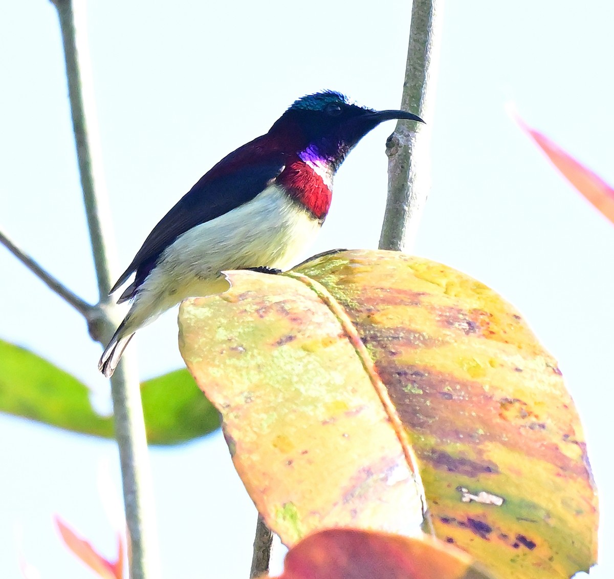 Crimson-backed Sunbird - ML647020219