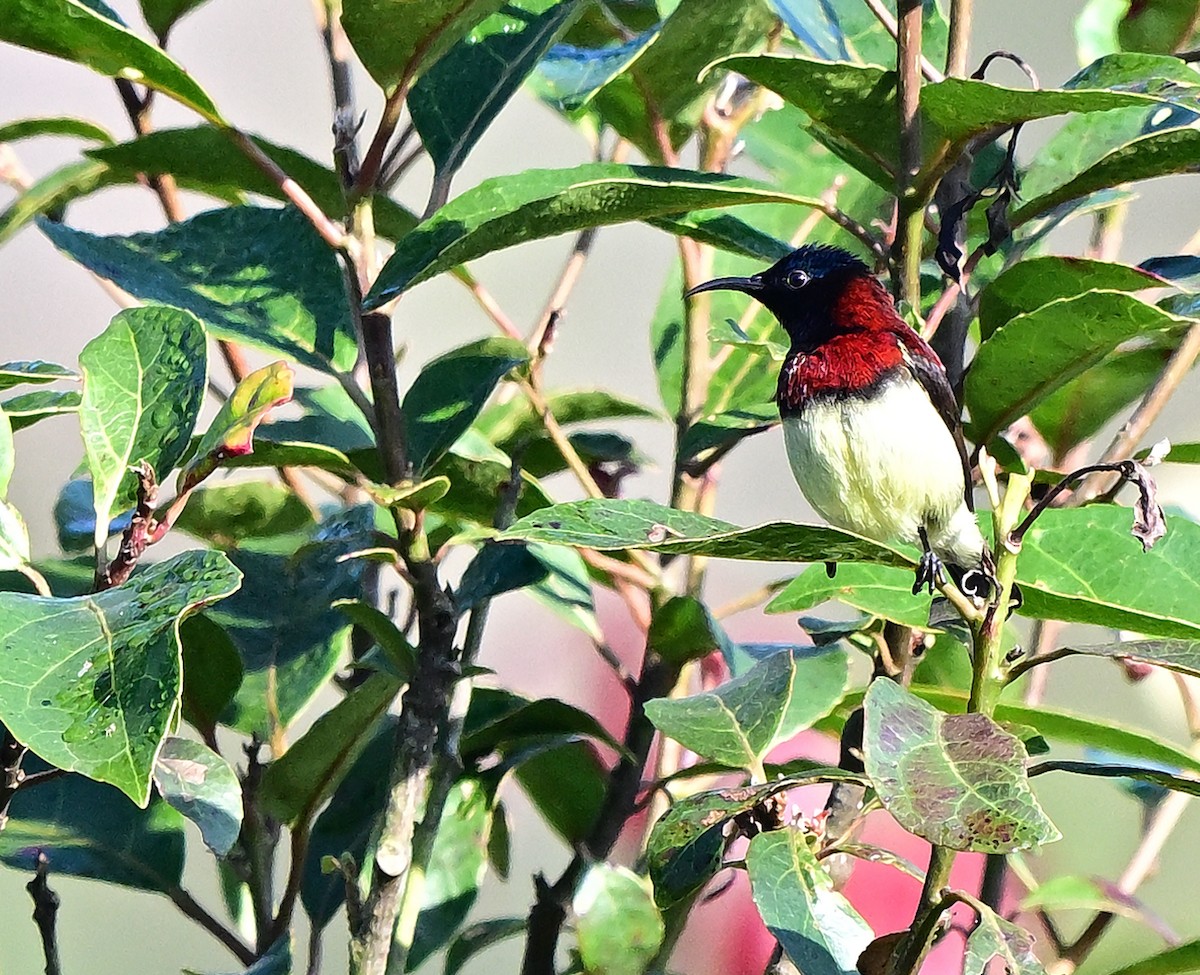 Crimson-backed Sunbird - ML647020220