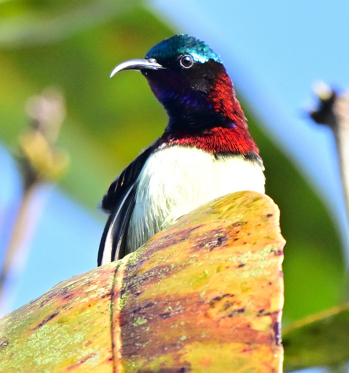 Crimson-backed Sunbird - ML647020221