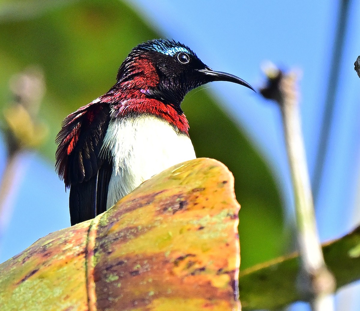 Crimson-backed Sunbird - ML647020222