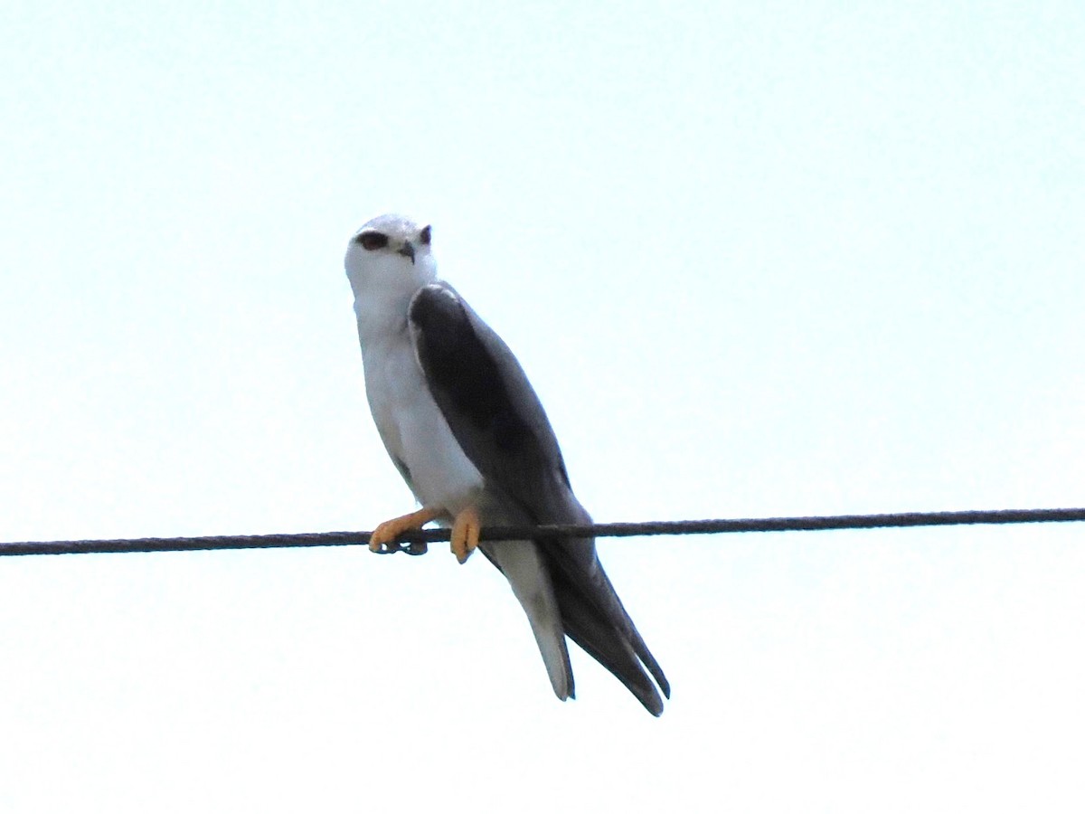 Black-winged Kite (African) - ML647020233
