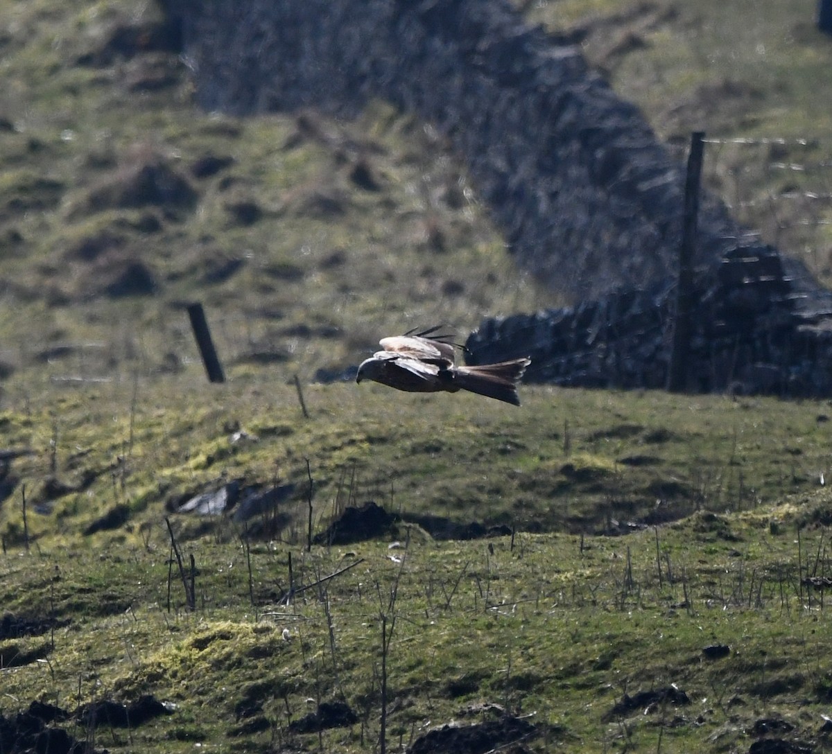 luňák červený (ssp. milvus) - ML647020237