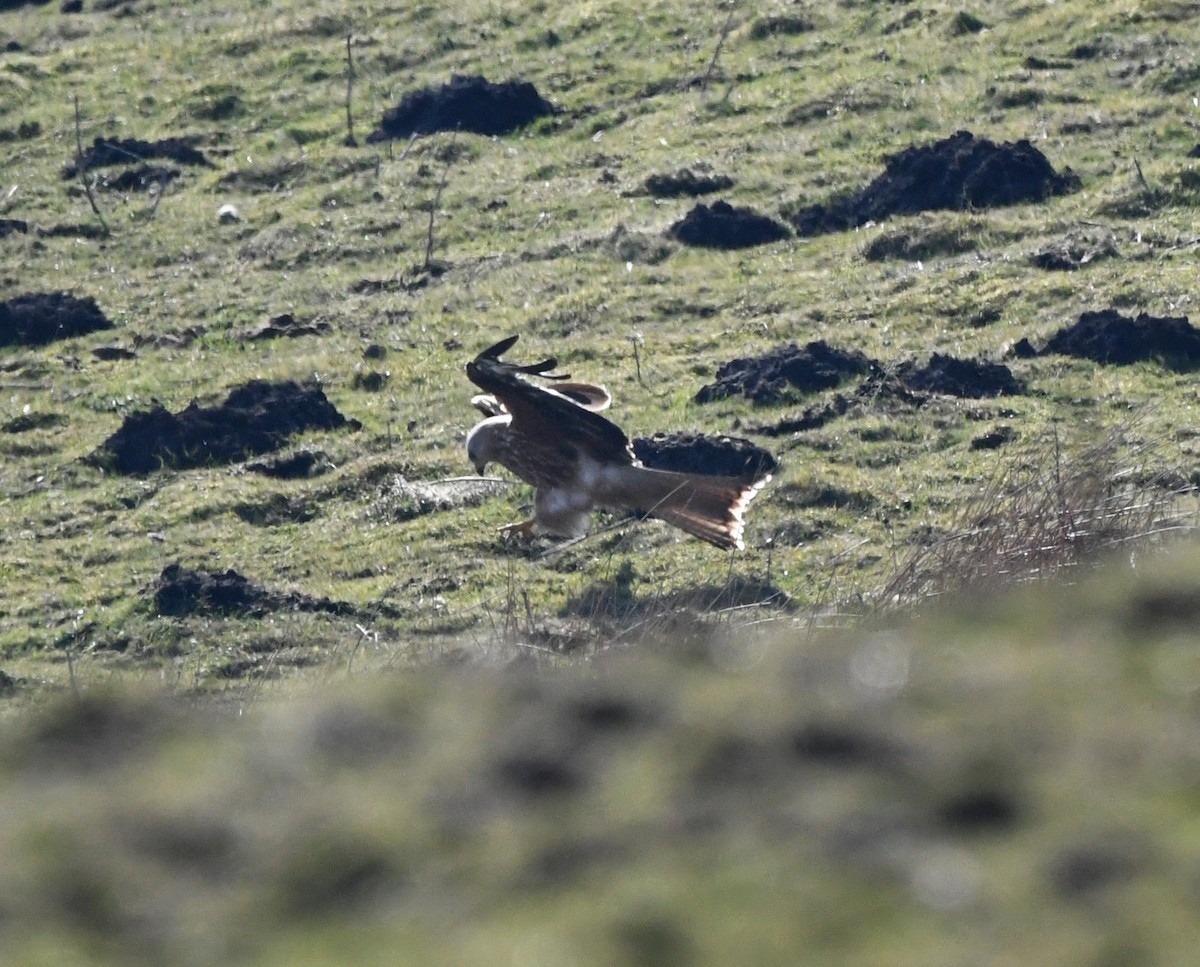 luňák červený (ssp. milvus) - ML647020238