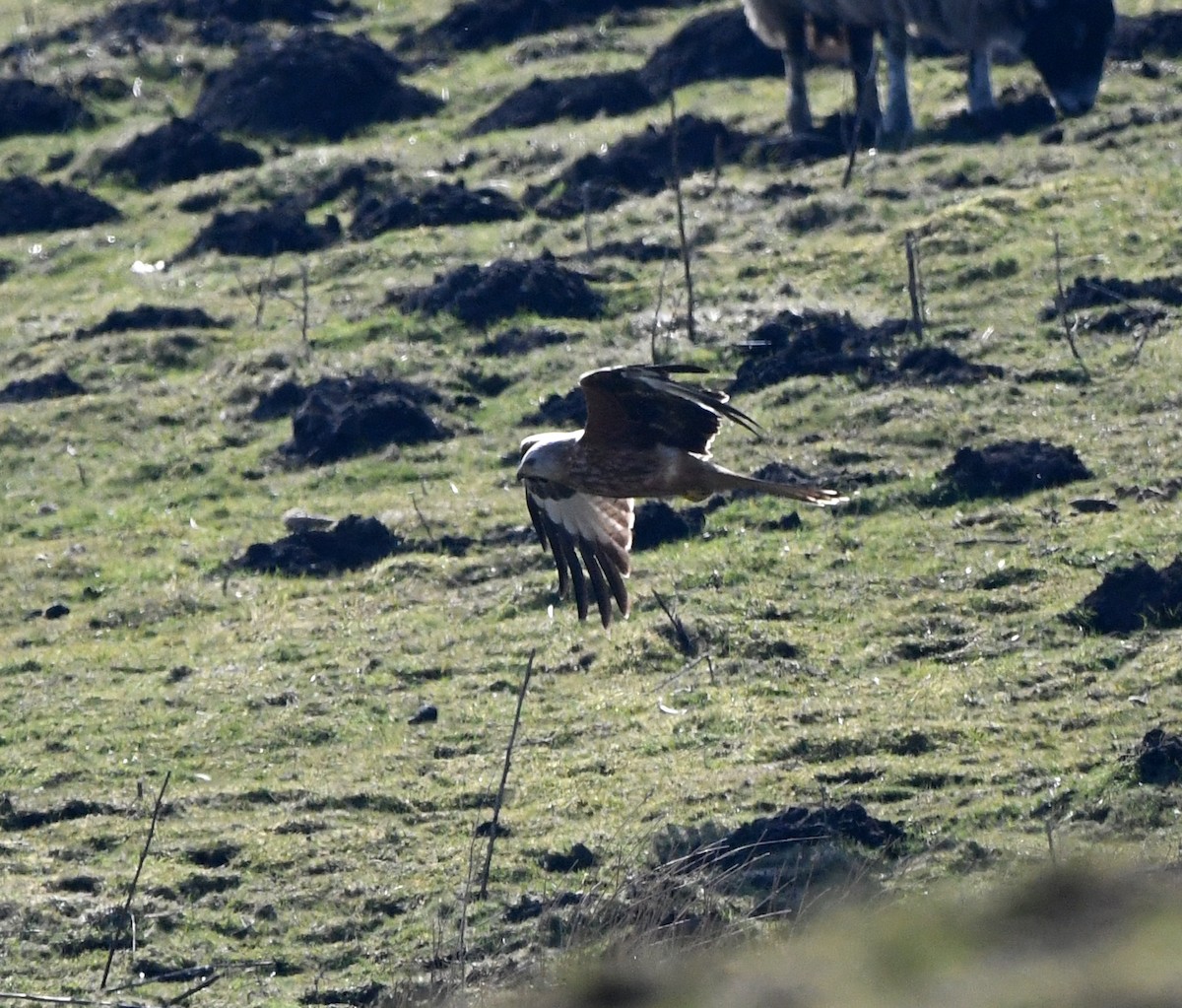 luňák červený (ssp. milvus) - ML647020239