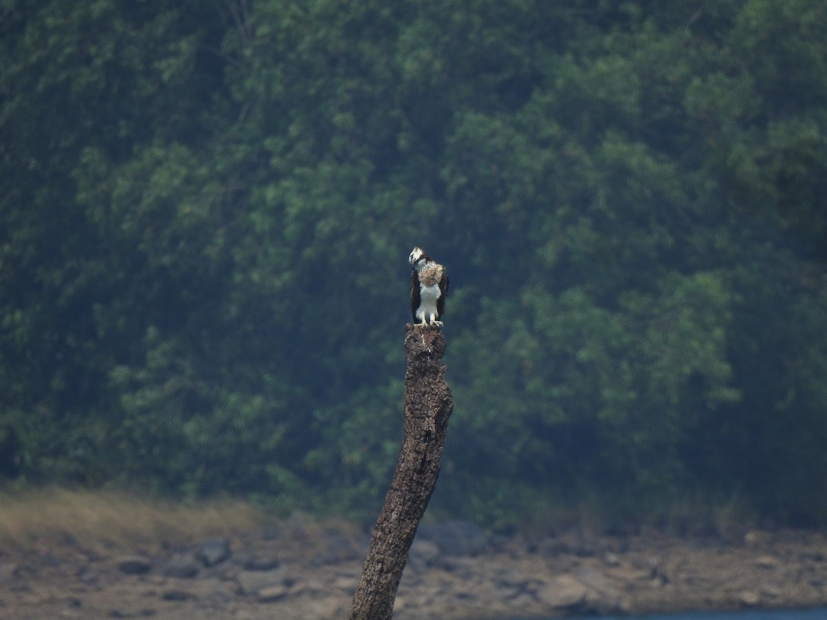 Osprey - ML647020244