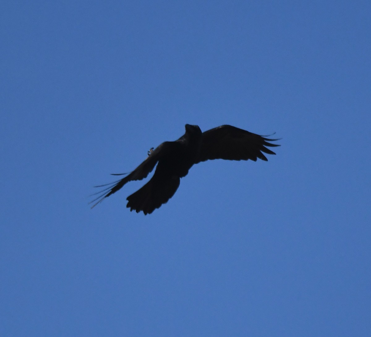 Corvo imperiale - ML647020247