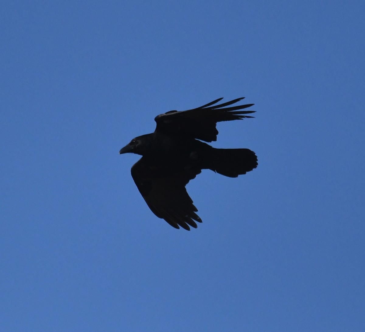 Corvo imperiale - ML647020248