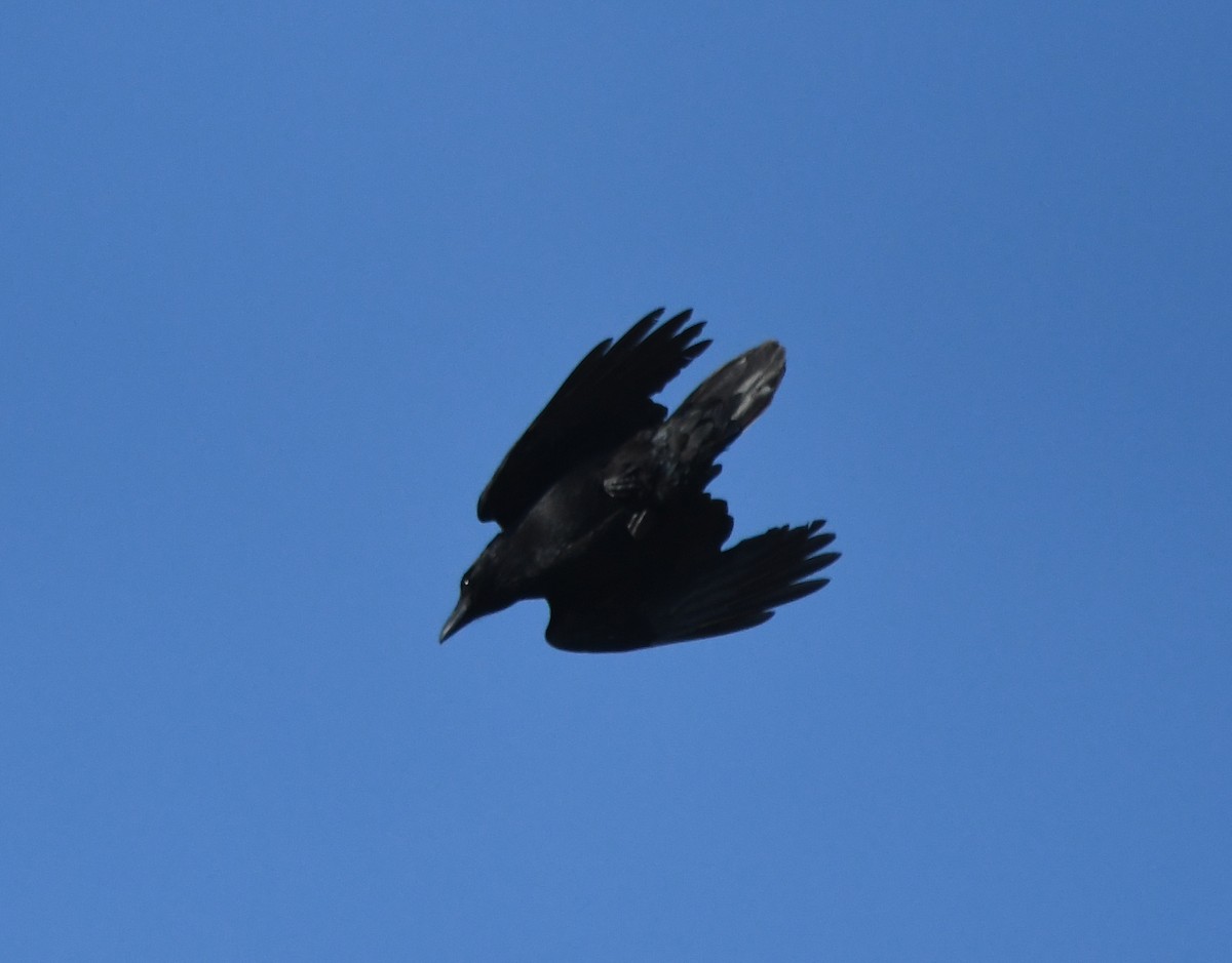 Corvo imperiale - ML647020249