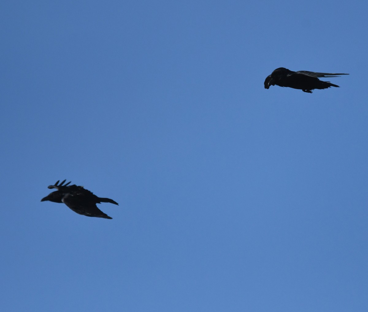 Corvo imperiale - ML647020250