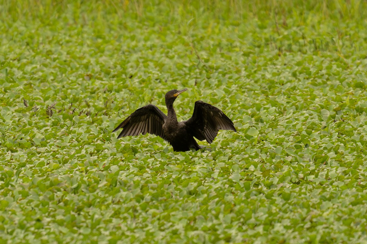 Neotropic Cormorant - ML647020251